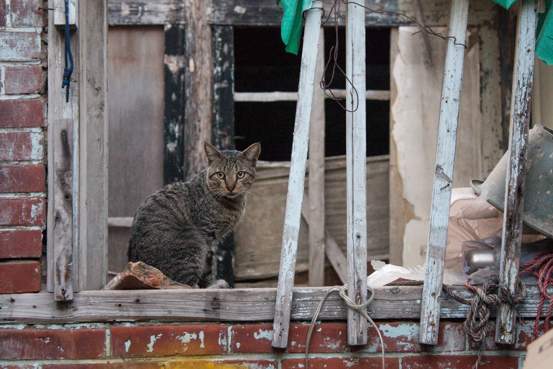 Tainan Cat
