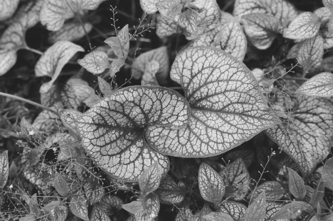 Brunnera